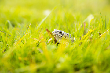 A witty frog sits on the grass under the rays of the sun. Swamp frog close-up.