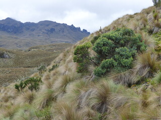 Páramo Vegetation im Cajas Nationalpark im Hochland von Ecuador. In einer Höhe von ca. 4000 m über dem Meeresspiegel.