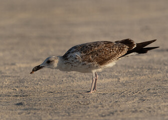 Juvenile Lesser Black-backed Gull eating leftover , Bahrain