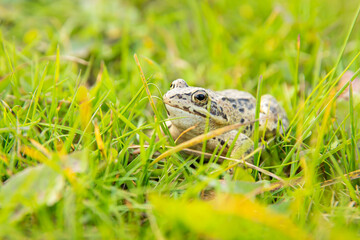 A witty frog sits on the grass under the rays of the sun. Swamp frog close-up.