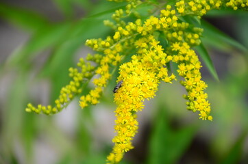 Flying honey bee collecting pollen at yellow flower. Bee flying over the yellow flower in blur background