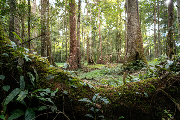 Natural landscape pictures in rich evergreen forests and tall trees.