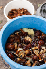 Peeled Polish Mushroom in a Bucket