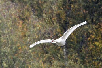 Schwan während des Fluges