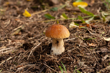 Porcini mushroom in the autumn forest. Nature background.