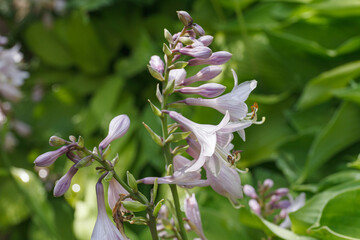 Meadow flower close up.