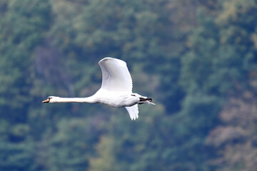 Fototapeta premium Schwan während des Fluges