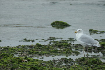 A seagull stands with its feet in the sea.