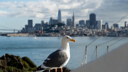 Fototapeta na wymiar San Francisco, Alcatraz