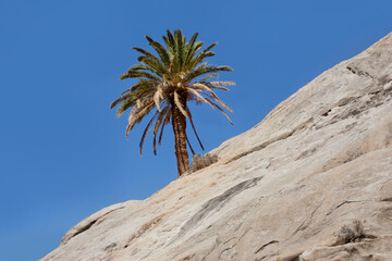 Palmtree, barranco de la peñita, Fuerteventura
