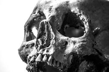 skull of the dead