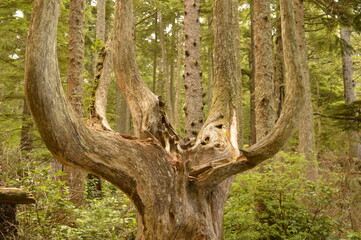 Camping and hiking in the trippy enchanting forests of the Olympic National Park in Washington State, USA