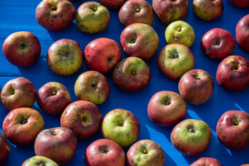 Natural organic apples for juice