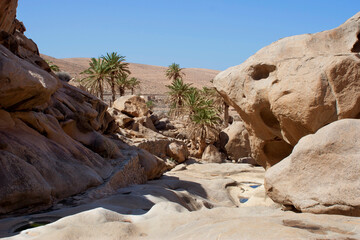 oasis in the barranco de la peñita near Pájara on the island of Fuerteventura