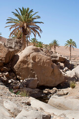oasis in the barranco de la pe&ntilde;ita near P&aacute;jara on the island of Fuerteventura