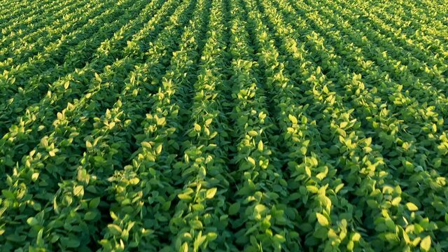 An aerial shot of soybean field ripening at spring season, agricultural landscape