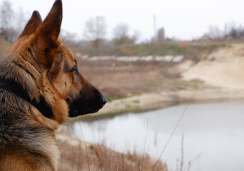 Rear view dog sitting on lakeside. Lake landscape, with German S