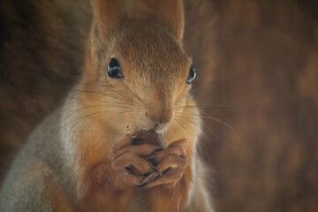 Naklejka na ściany i meble squirrel eating a nut close-up