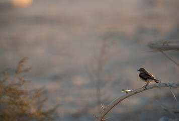 Pied wheatear perched on thorny twig at Busaiteen, Bahrain