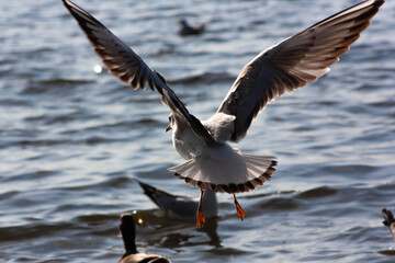 seagull on the water