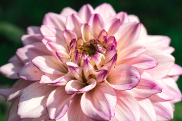 Obraz premium Pink Dahlia flower. Hello autumn