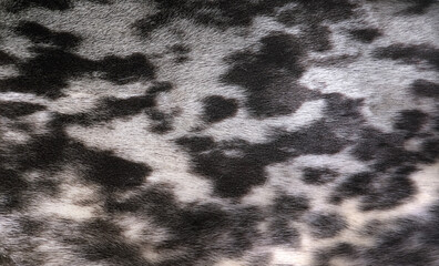 Beautiful background from spotted natural fur (seal)