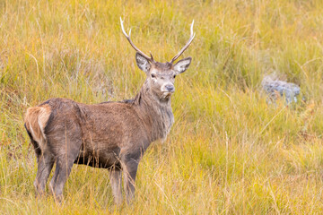 Red deer stag (Cervus elaphus) through long grass in autumn