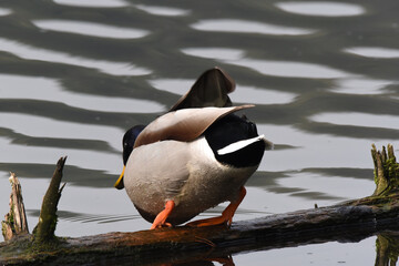 Naklejka premium Stockente