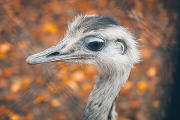 Ostrich © Mateusz