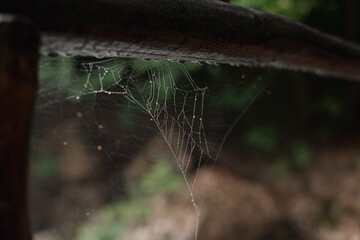 raindrops on cobwebs