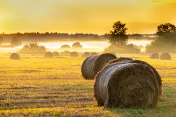 Foggy panorama of meadows at sunrise, the buffer zone of the Bialowieski National Park