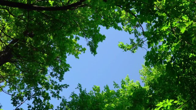 Blue sky around trees with foliage in green forest