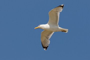 Caspian Gull (Larus cachinnans) in Danube Delta