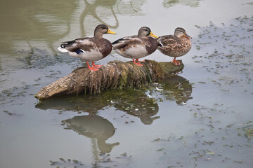 Three  ducks on a trunk