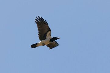 Hooded crow (Corvus cornix) in Danube Delta