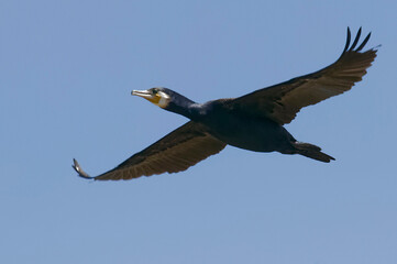 Great Cormorant (Phalacrocorax carbo) in Danube Delta, Romania
