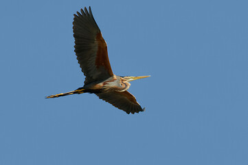 Purple Heron (Ardea purpurea) in Danube Delta