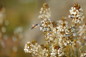 Hummingbird hawk-moth
