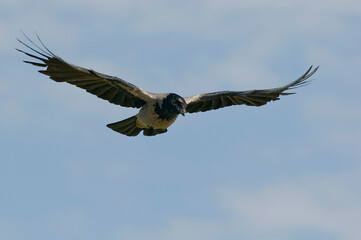 Hooded crow (Corvus cornix) in Danube Delta