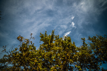 Blue sky over the trees in the forest