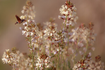 Hummingbird hawk-moth