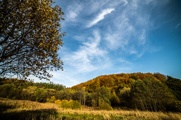 Beautiful autumn forest on a sunny day