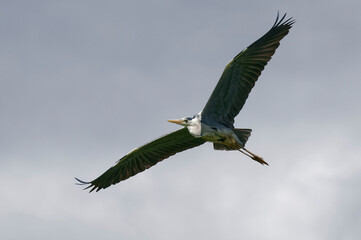 Grey Heron (Ardea cinerea) in Danube Delta