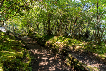 奥日光　遊歩道の森林