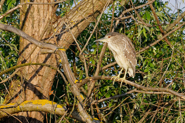 Juvenile Black-crowned Night Heron (Nycticorax nycticorax) in the Danube Delta