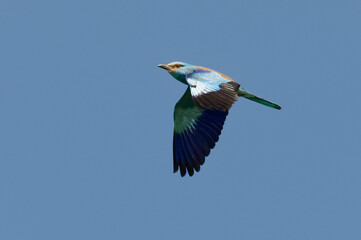 European Roller (Coracias garrulus) in Danube Delta