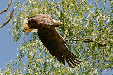 White-tailed Eagle (Haliaeetus albicilla) in Danube Delta