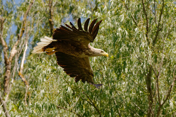 White-tailed Eagle (Haliaeetus albicilla) in Danube Delta
