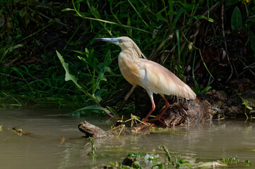 Squacco Heron (Ardeola ralloides) in Danube Delta