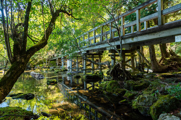 Fototapeta na wymiar 奥日光　湯ノ湖にかかる木製橋